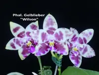 Phal. Gelblieber 'Wilson' (WH210324) (Hybrid)