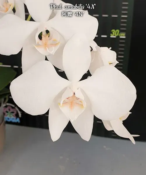 Phalaenopsis amabilis '4N' (Phalaenopsis)