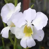 Papilionanthe teres alba sp.