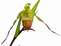 Phragmipedium hirtzii