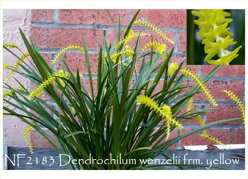 Dendrochilum arachnites (Dendrochilum)