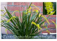 Dendrochilum arachnites ( yellow ) 'Note: Only 4 available '