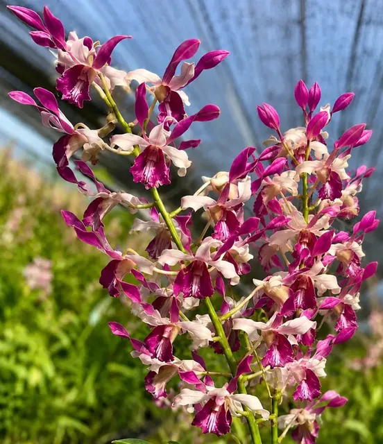 Dendrobium Lasian Pink 88