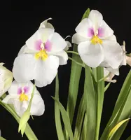 Miltoniopsis Rene Komoda NBS