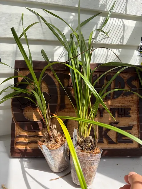 Cymbidium dayanum (Cymbidium)