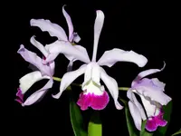Cattleya irrorata 'Aquimi-alba x purple lip'