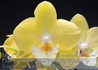 Phal. Norman's Yellow Butterfly 'White Lip , Note : in buds to blooming as 1/20/2025' (Lioulin Magic Lip x Chiada Katherine)