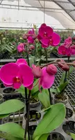 Purple Phalaenopsis Orchid Blooming size