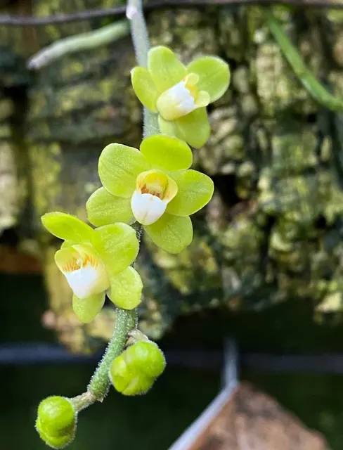 Chiloschista nakornpanumensis