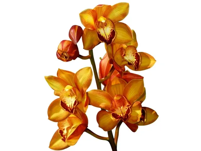 Cymbidium Dori Merchán (Cymbidium)