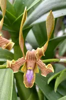 Den. Butterscotch Ube ‘808 Orchids’ *Sale