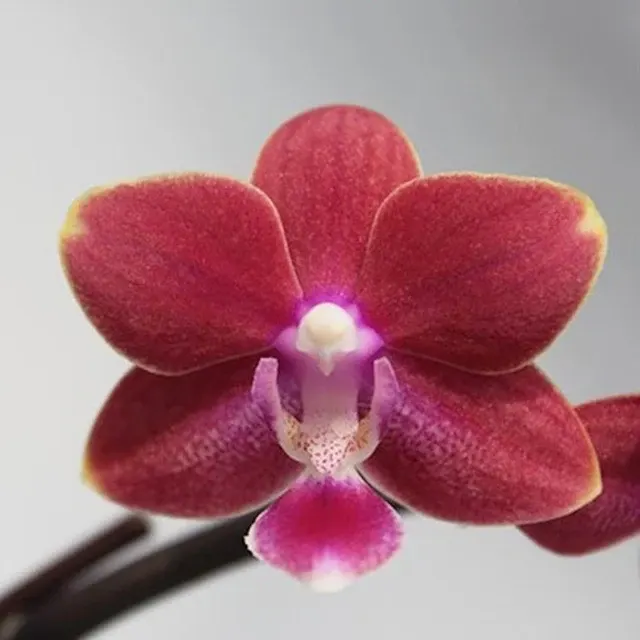 Phalaenopsis Yushan Shine - Parfumata 'YU90'