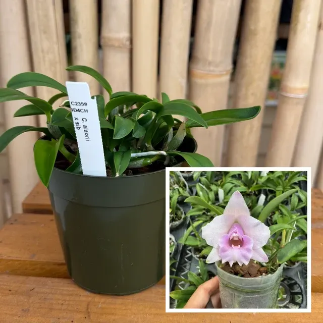 Cattleya alaorii (Cattleya)