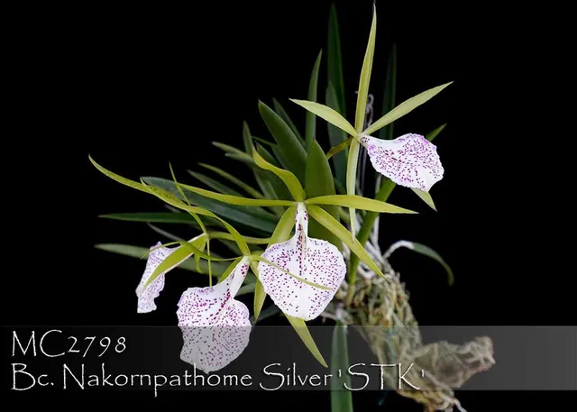 Brassocattleya Nakornpathome Silver 'STK , Note: Amazing Day And Night Fragrance'