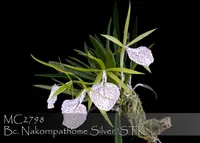 Bc. Nakornpathome Silver ' STK , Note: Amazing Day and Night fragrance ' (Binosa x B. nodosa)