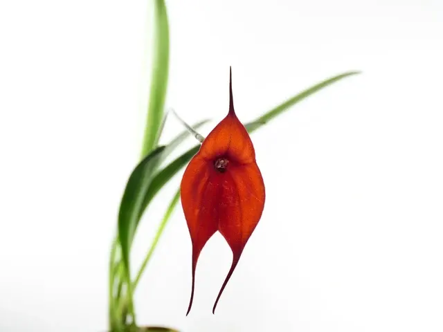 Masdevallia Annette Hall Marguerite (Masdevallia)