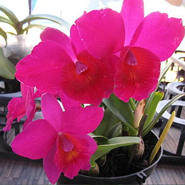 Schombocattleya Chien Ya Ruby 'Red Apple'