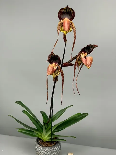 Paphiopedilum Hsiny Anita Big Plant 'Red'