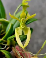 Bulbophyllum lasiochilum f. flava