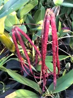 Bulb. habrotinum (BUHA) ( - - Bulbophyllum ) Bulb.=Bulbophyllum