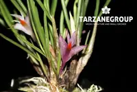 DENDROBIUM HELLWIGIANUM DWARF FORM SMALL ORCHID MOUNTED
