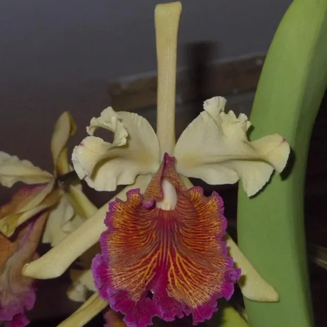 Cattleya dowiana aurea 'X Self) 4' (Cattleya)
