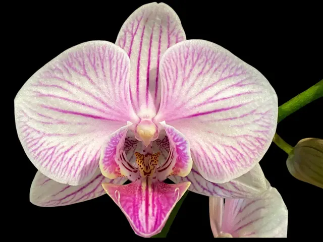 Phalaenopsis I-Hsin Charming Cherry