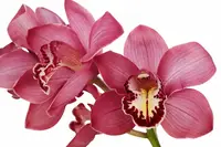 Cymbidium Clarisse Austin (medium)