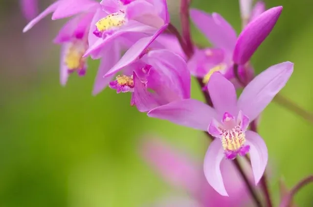 Bletilla yokohama 'Kate' (Bletilla)