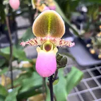 Paphiopedilum Pinocchio (glaucophyllum x primulinum) secvential/multiflower — cu flori/tije/boboci - exemplar XL