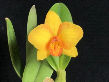 Cattlianthe Faikon Ball 'Yuan' (Cattlianthe)