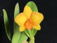 Ctt. Faikon Ball 'Yuan' SM/TOGA (Candy Ball x C.cernua ) (M458)(Mini Size) (Hybrid) Ctt.=Cattlianthe
