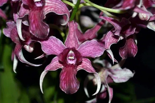 Dendrobium Hawaii Spectacular (Big Alex x Spectabile)