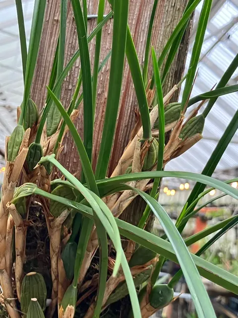 Maxillaria tenuifolia 'Bert' (Maxillaria)