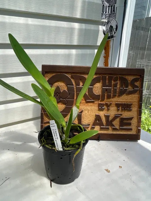 Cattleya Suzanne Hye Coelurea (Cattleya)