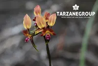 DIURIS JONESII AUSTRALIAN TERRESTRIAL ORCHID XL TUBER