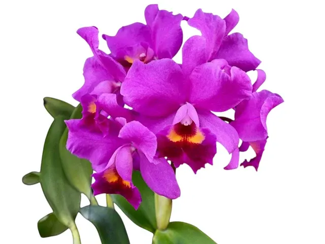 Cattlianthe Little Irene (Cattlianthe)