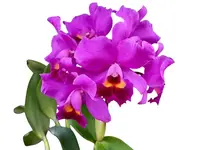 Cattlianthe Little Irene