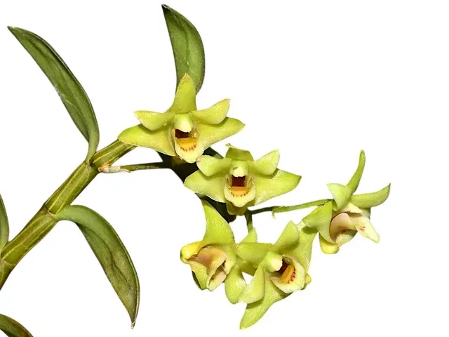 Dendrobium catenatum (Dendrobium)