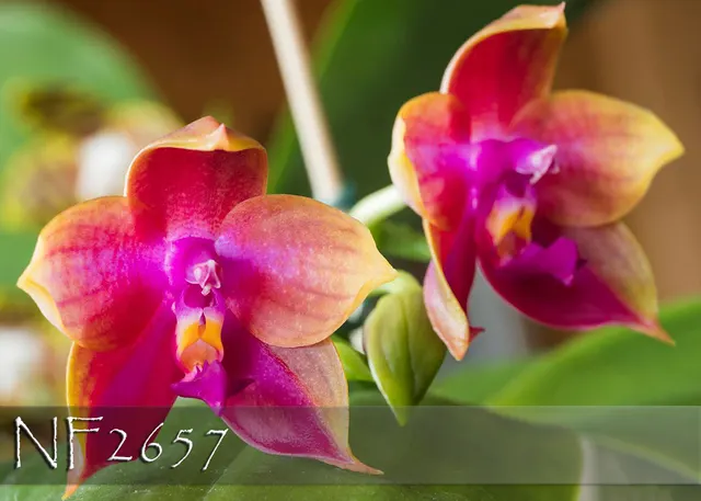 Phalaenopsis Sylvia Chan-Olmsted 'Note: Fragrance' (Phalaenopsis)