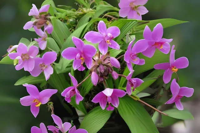 Spathoglottis plicata (Spathoglottis)