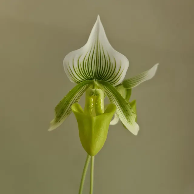 Paphiopedilum superbiens fma album (Paphiopedilum)