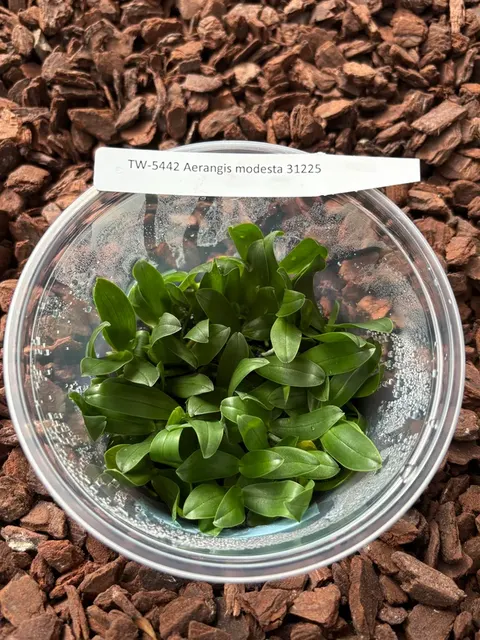 Aerangis modesta (Aerangis)