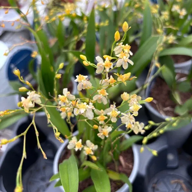 Oncidium Twinkle Cream - Flori Intens Parfumate