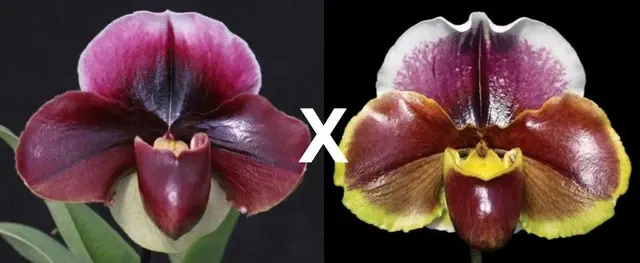 Paphiopedilum Flash Point X Red Dominion 'Rotunda' (Paphiopedilum)
