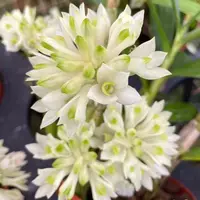 Orchid Hybrid Dendrobium Den. Hsinying Smile Mount Blanc (prasinum x smillieae) Live Plant