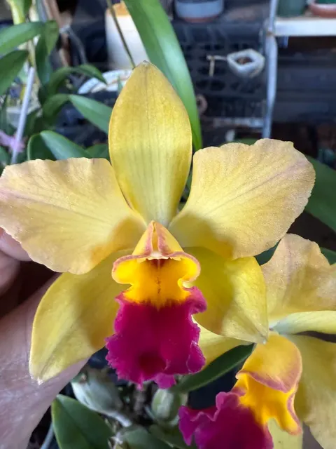 Cattleya Tokyo Magic Orchid (Cattleya)