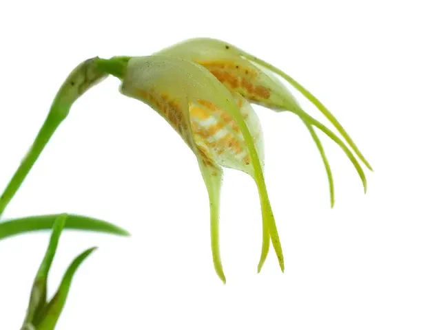 Masdevallia geminiflora (Masdevallia)