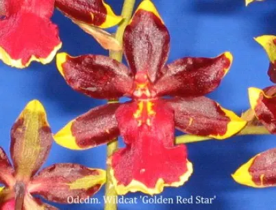 Oncidium Wildcat (Oncidium)