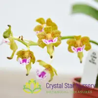 Aerides Flabellata — 3" Pot / Without Spike